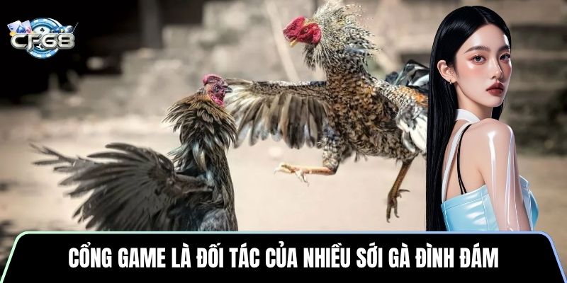 Cổng game là đối tác của nhiều sới gà đình đám