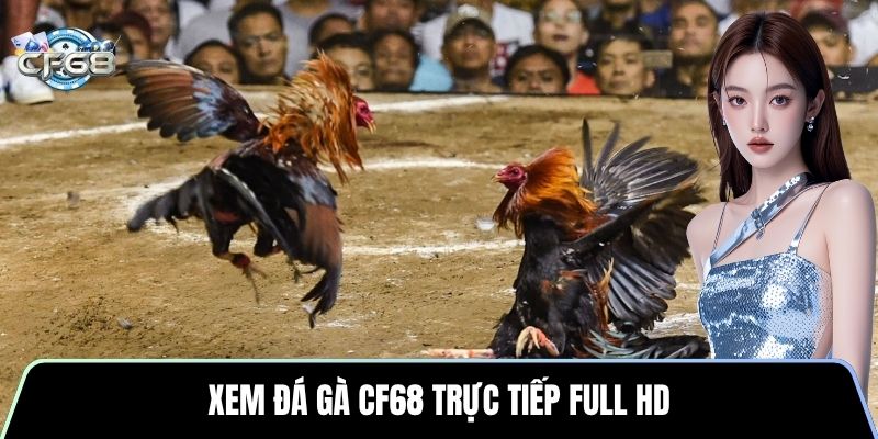 Xem đá gà CF68 trực tiếp full HD