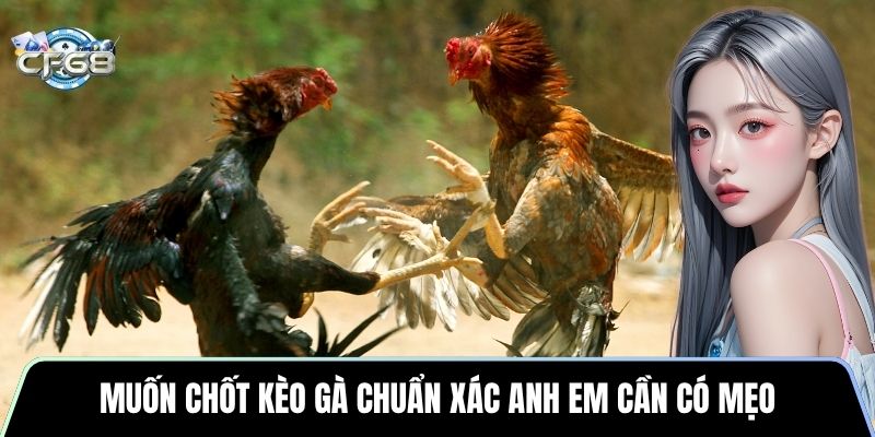 Muốn chốt kèo gà chuẩn xác anh em cần có mẹo